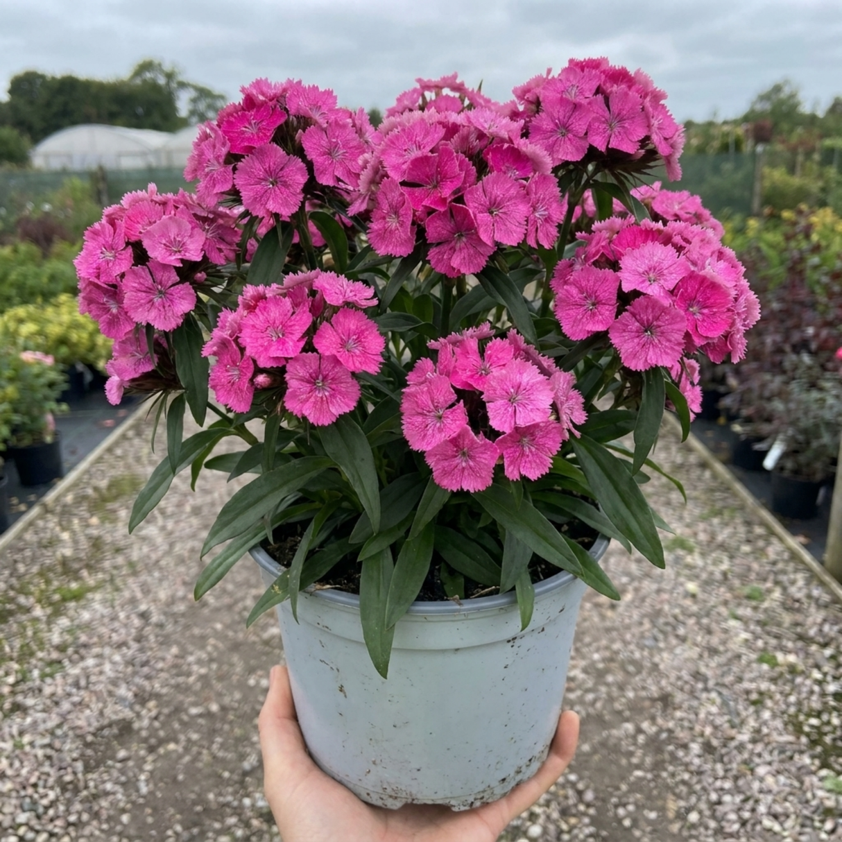 Dianthus Cocktail Cosmopolitan ='Wp15 Pie43', a garden pink with slender grey-green foliage and pink blooms.