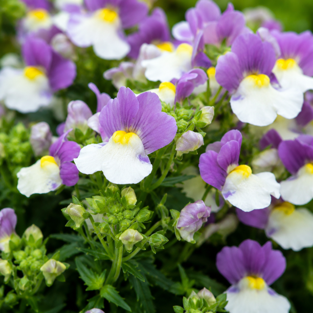 Nemesia Lady Kate 'Penkate' large plant in a 5L pot, ready to plant in the garden, at Cedar Nursery in Cobham, Surrey.