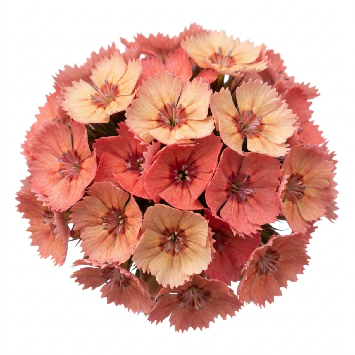 Dianthus Cocktail Tequila Sunrise, a summer-flowering perennial pink, showing its flowers and slender foliage