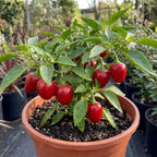 Sweet Pepper 'Snackbite Red', a grow-your-own pepper plant bearing small red snacking peppers.