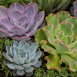 Echeveria succulent forming a neat rosette of fleshy leaves