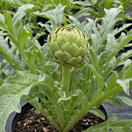 Artichoke 'Green Globe' live plant supplied as a 2Ltr root ball, with silvery-green divided foliage, at Cedar Nursery.