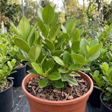 Griselinia littoralis with dense, glossy, apple-green oval evergreen leaves forming a bushy hedging plant.