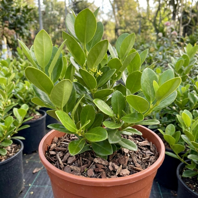 Griselinia littoralis with dense, glossy, apple-green oval evergreen leaves forming a bushy hedging plant.