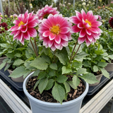 Dahlia LaBella Maggiore Fun 'Rose Bicolor' with pink bicolour summer flowers on an outdoor garden-ready plant