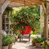 Sweet Pepper 'Peppers from Heaven Orange' with trailing stems bearing glossy orange peppers among green foliage.