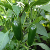 Capsicum annuum 'Jalapeno' (Chilli) from Cedar Nursery, Cobham