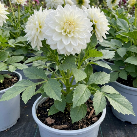 Dahlia LaBella Maggiore 'White', a summer-flowering dahlia with green foliage grown for outdoor garden displays.
