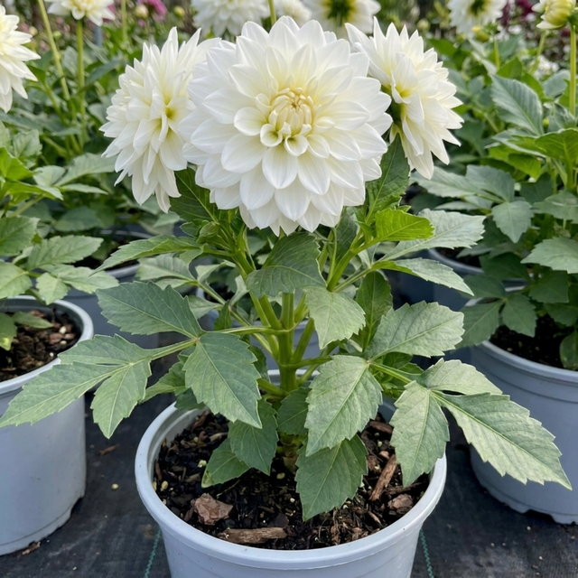 Dahlia LaBella Maggiore 'White', a summer-flowering dahlia with green foliage grown for outdoor garden displays.