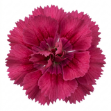 Dianthus Sugar Plum ='Wp08 Ian04', a compact cottage pink forming a mound of narrow foliage topped with pretty flowers.