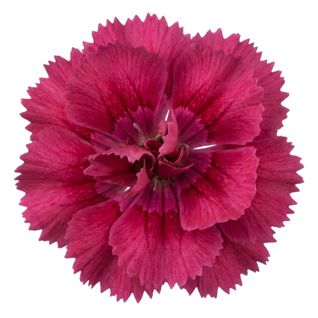 Dianthus Sugar Plum ='Wp08 Ian04', a compact cottage pink forming a mound of narrow foliage topped with pretty flowers.