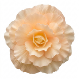 Further views of Begonia 'Fragrant Falls Peach', a garden-ready plant in a 2L pot available from Cedar Nursery in Cobham, Surrey.