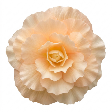 Further views of Begonia 'Fragrant Falls Peach', a garden-ready plant in a 2L pot available from Cedar Nursery in Cobham, Surrey.