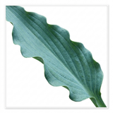 Hosta 'Silly String' displaying slender, twisting strap-shaped leaves in a dense leafy mound.