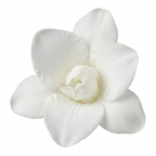 Freesia 'White River' perennial bearing summer flowers, suited to outdoor garden planting
