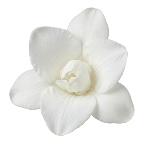 Freesia 'White River' perennial bearing summer flowers, suited to outdoor garden planting
