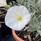 Convolvulus cneorum Silver Bush, a compact evergreen shrub with shimmering silvery leaves and white flowers.