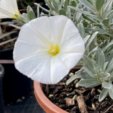 Convolvulus cneorum Silver Bush, a compact evergreen shrub with shimmering silvery leaves and white flowers.