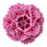 Dianthus Raspberry Sundae ='Devon Yolande' cottage pink perennial with narrow grey-green leaves forming a low clump.