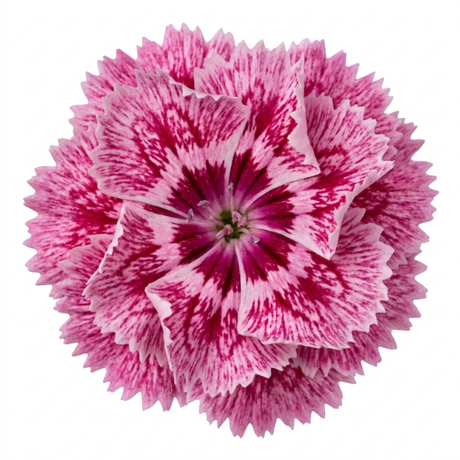 Dianthus Raspberry Sundae ='Devon Yolande' cottage pink perennial with narrow grey-green leaves forming a low clump.