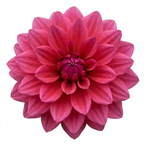 Dahlia Labella Maggiore 'Deep Rose', a summer-flowering garden dahlia with lush green foliage