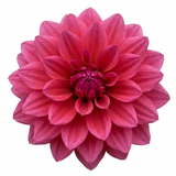 Dahlia Labella Maggiore 'Deep Rose', a summer-flowering garden dahlia with lush green foliage