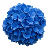 Additional views of the large blue Hydrangea in a 2L pot available at Cedar Nursery, Cobham, Surrey