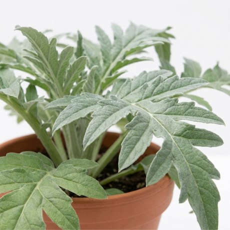 Further views of Artichoke 'Green Globe', an outdoor garden ready plant supplied in a 2Ltr root ball.