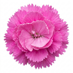 Dianthus 'Pink Celebration' with pink flowers and neat mounds of narrow grey-green foliage.
