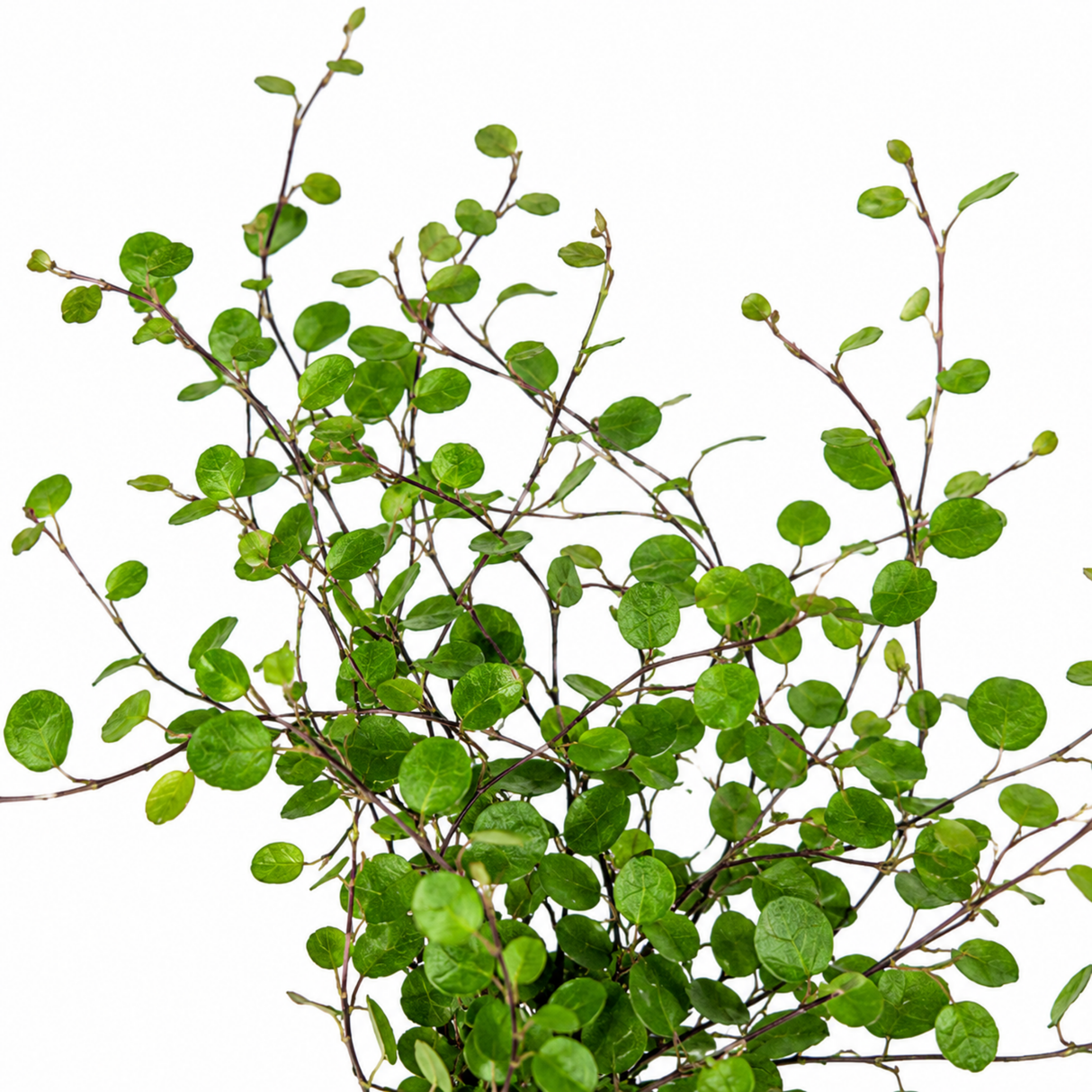 Muehlenbeckia complexa forming a dense tangle of fine wiry stems clothed in tiny rounded green leaves