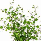 Muehlenbeckia complexa forming a dense tangle of fine wiry stems clothed in tiny rounded green leaves