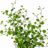 Muehlenbeckia complexa forming a dense tangle of fine wiry stems clothed in tiny rounded green leaves