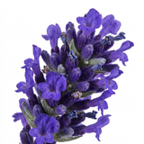 Lavandula angustifolia 'Hidcote Dark Blue', a compact English lavender bearing dark flower spikes over narrow grey-green leaves in a neat