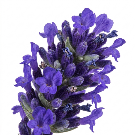 Lavandula angustifolia 'Hidcote Dark Blue', a compact English lavender bearing dark flower spikes over narrow grey-green leaves in a neat