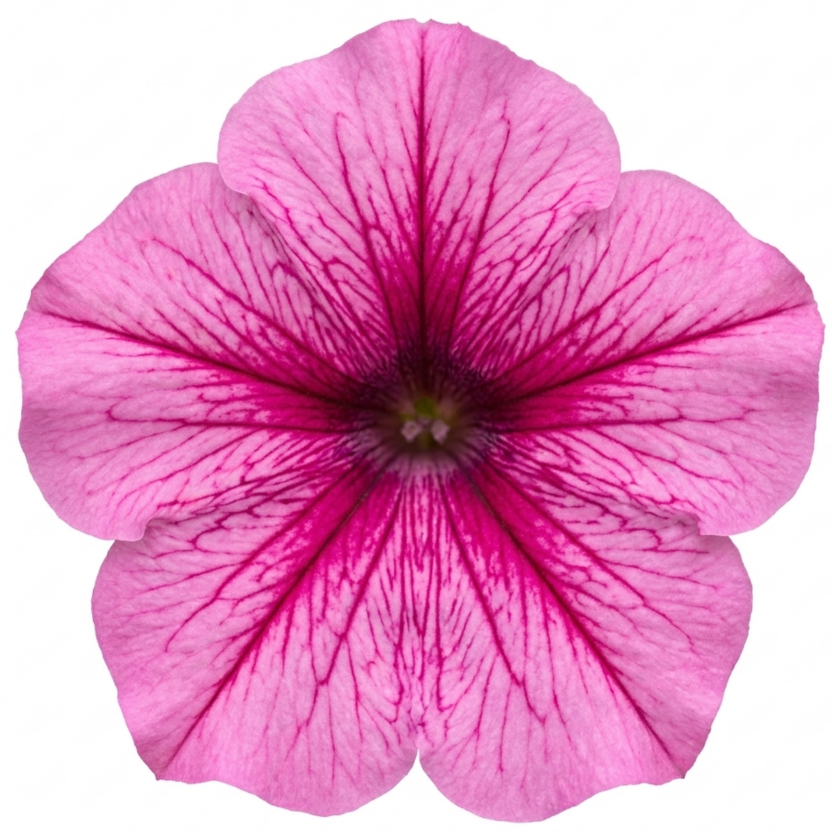 Additional views of Petunia 'Sanguna Mega Pink Vein', a large garden-ready plant supplied in a 2L pot.