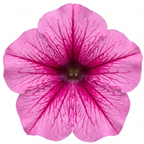 Additional views of Petunia 'Sanguna Mega Pink Vein', a large garden-ready plant supplied in a 2L pot.