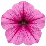 Additional views of Petunia 'Sanguna Mega Pink Vein', a large garden-ready plant supplied in a 2L pot.