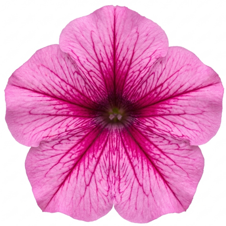 Additional views of Petunia 'Sanguna Mega Pink Vein', a large garden-ready plant supplied in a 2L pot.