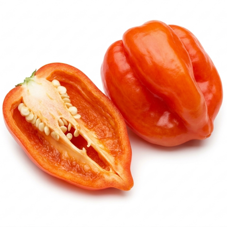 Capsicum chinense 'Scotch Bonnet' (Chilli) from Cedar Nursery, Cobham