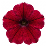 Further views of Petunia 'Cascadias Rim Cherry' (Petunia Rimarkable Cherry) large plant in a 2L pot.