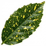 Aucuba 'Golden King' with broad glossy leaves marked by bright gold flecks and splashes across rich green foliage.