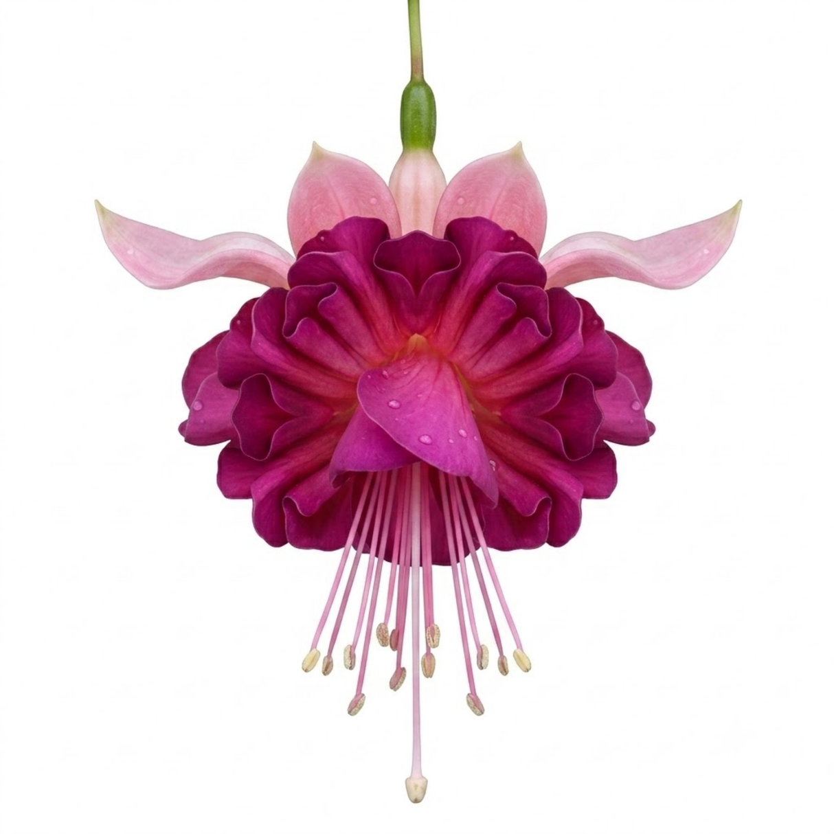 Fuchsia 'Claudia' trailing double fuchsia with tumbling stems, a favourite for hanging baskets and summer bedding.