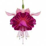 Fuchsia 'Claudia' trailing double fuchsia with tumbling stems, a favourite for hanging baskets and summer bedding.