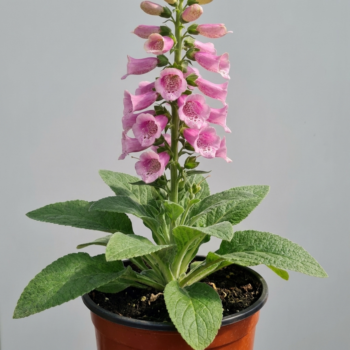 Compact, bee-friendly Digitalis 'Hanabee Pink' foxglove bearing pink flowers on an evergreen perennial.
