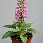 Compact, bee-friendly Digitalis 'Hanabee Pink' foxglove bearing pink flowers on an evergreen perennial.