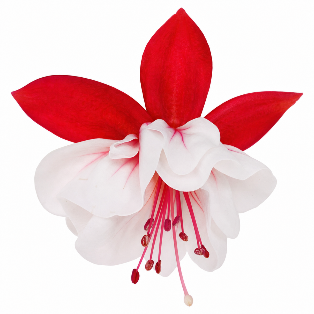Fuchsia 'Sir Matt Busby' trailing plant bearing double red and white flowers for summer bedding displays