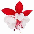 Fuchsia 'Sir Matt Busby' trailing plant bearing double red and white flowers for summer bedding displays