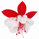 Fuchsia 'Sir Matt Busby' trailing plant bearing double red and white flowers for summer bedding displays