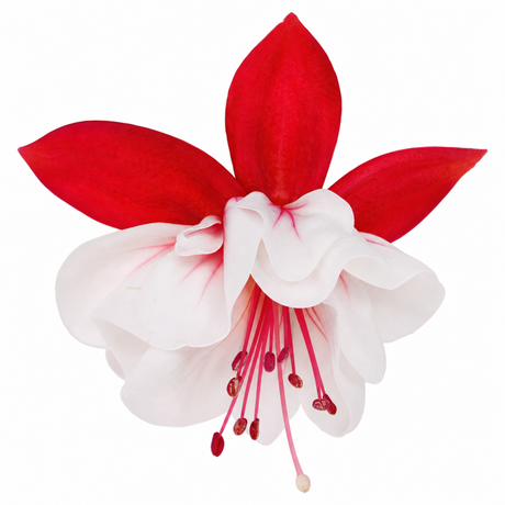 Fuchsia 'Sir Matt Busby' trailing plant bearing double red and white flowers for summer bedding displays