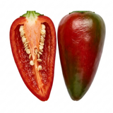Further views of the Capsicum annuum 'Apache' chilli pepper plant available at Cedar Nursery, Cobham, Surrey.